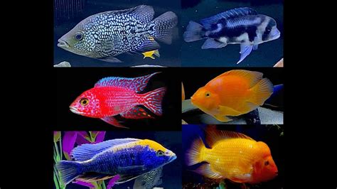 Assorted Small African Cichlid Mix
