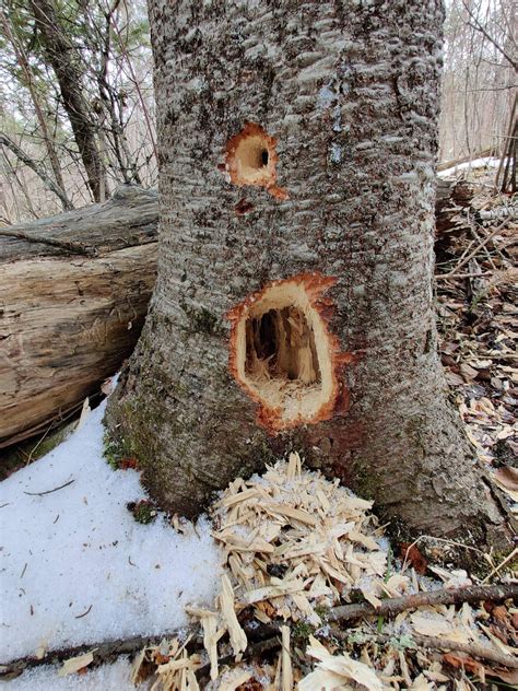 Who made mysterious rectangular tree holes? Ask a