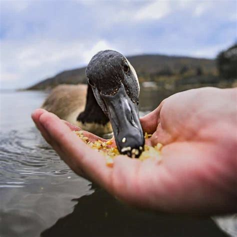 American Coot Eating Duckweed Photograph by Ivan Kuzmin Fine Art America