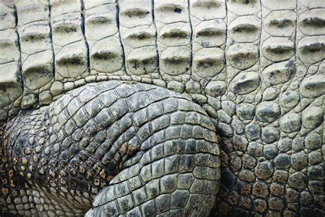 What Animals Have Dry Scaly Skin