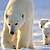 what animals live in polar bears habitat