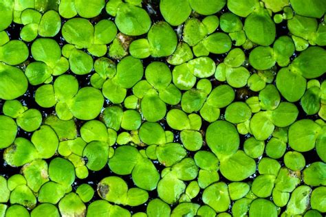 Duckweed in Aquarium All You Need to Know! Fish Tank Master