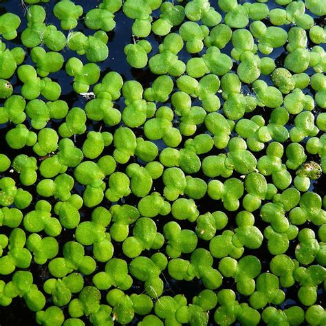 Common duckweed (Lemna minor) Photograph by Science Photo Library