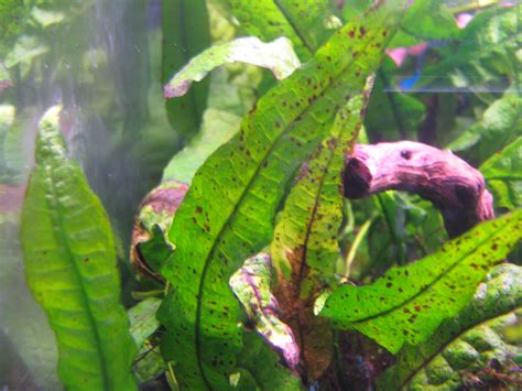 Weird green bumps on Java fern 'windelov' The Planted Tank Forum