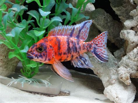 The Right Way To Keep African Cichlids In Your Tank Big Al's Blog