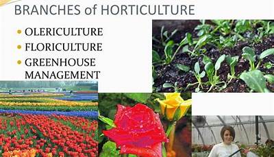 What Are The 4 Branches Of Horticulture