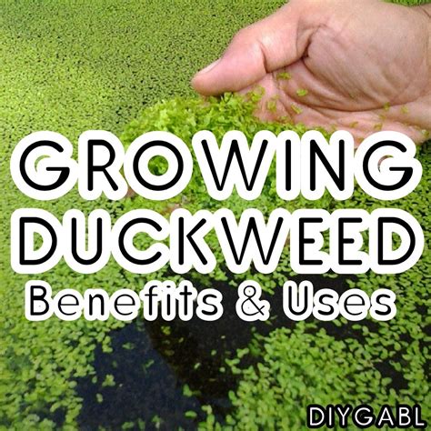 The Benefits of Growing Duckweed Benefits of gardening, Organic