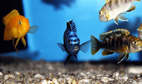 Best African Cichlids For Beginners (2022)