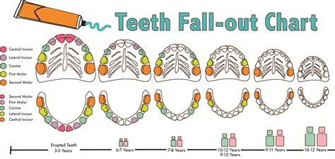 What Baby Teeth Fall Out Chart