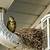 what birds nest in house eaves