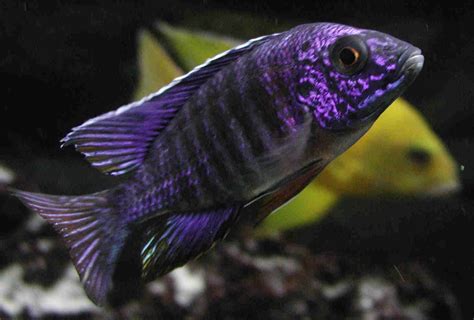 Assorted Super Colour Aulonocara Species African cichlid aquarium