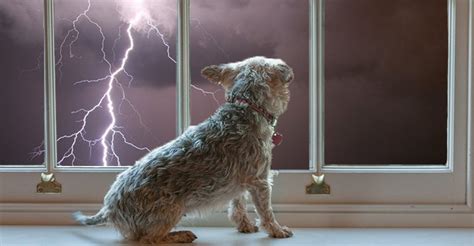 what can i give my dog for anxiety during storms