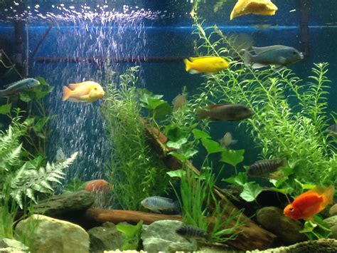 My African cichlid Tank YouTube