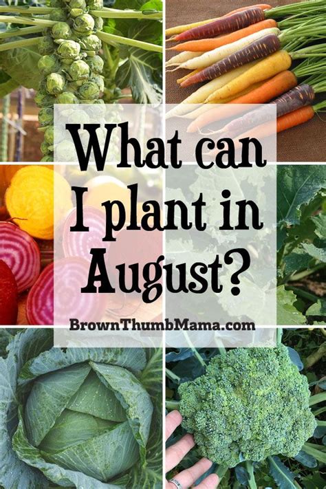 What to plant in August 10 flowers to sow or grow this month
