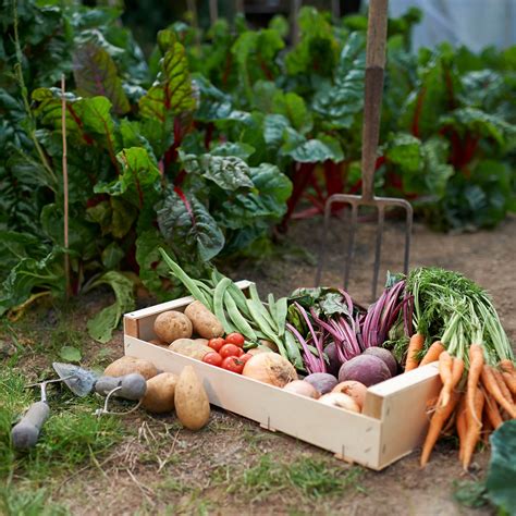 8 Best Vegetables to Grow in Fall