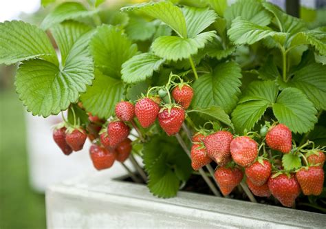 How to Grow Strawberries in a Pot Plant Instructions