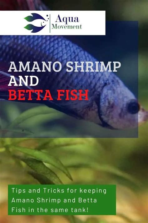 Can You Keep Cherry Red Shrimp With Amano Shrimp? The great Freshwater info