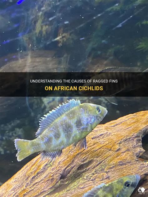 African Butterfly Cichlid (Anomalochromis thomasi) Species Profile