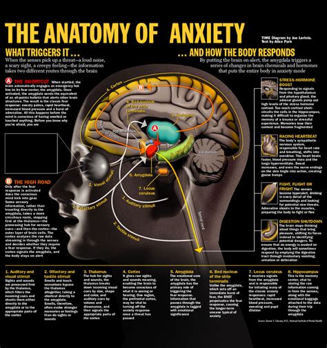 what causes anxiety in the brain