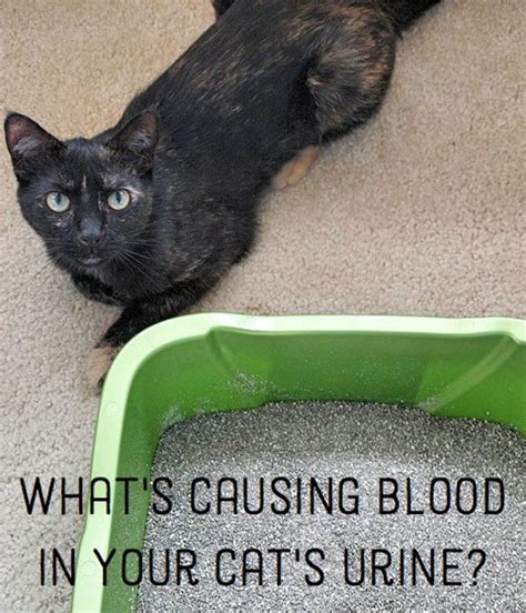 What Causes Blood In Urine For Cats