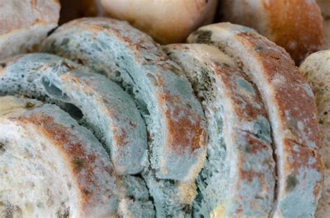 Why Does Mold Keep Growing On My Bread? SERVPRO of Clay County