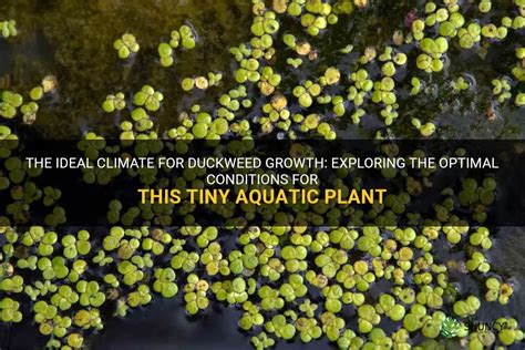 Duckweed to the rescue How the world’s fastinggrowing plant could