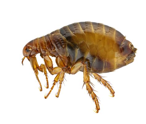 How Do I Detect Fleas? Lloyd Pest Control