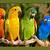 what color are parrots