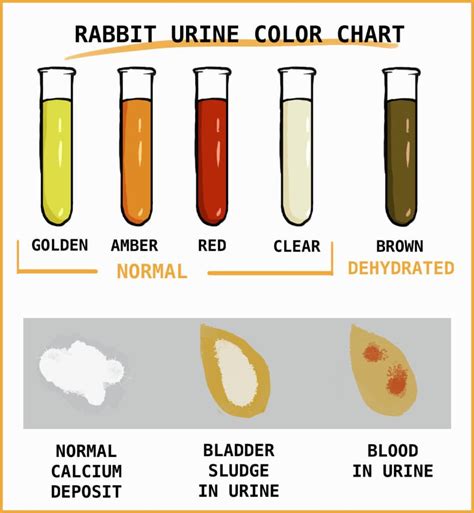 Rabbit Urine What Pee Tells You About A Rabbit's Health Pet rabbit