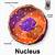 what color is the nucleus