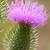 what color is thistle