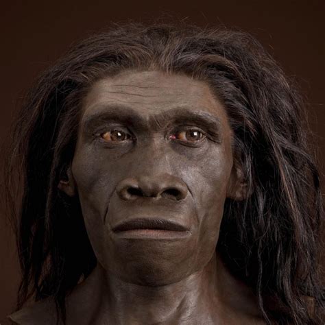 What Did Homo Erectus Look Like
