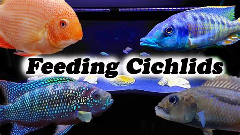 African cichlids eating a slice of cucumber YouTube