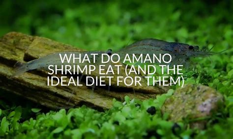 Amano Shrimp eating Zebra Danio shrimptank
