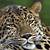 what do amur leopards eat