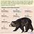 what do dreams about grizzly bears means definition in statistics