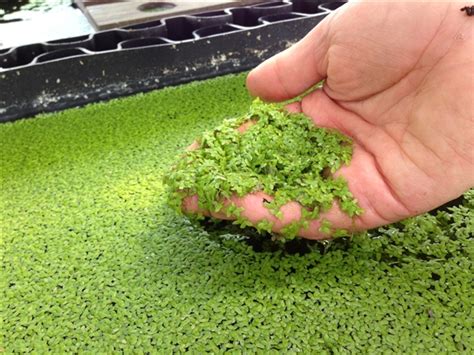Wanted Duckweed in B98 Redditch for free for sale Shpock