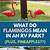 what do flamingos mean in rv park