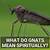 what do gnats mean spiritually