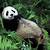 what do pandas do all day