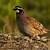 what do quails live in
