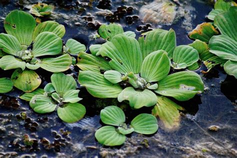 How to Water Lettuce YouTube