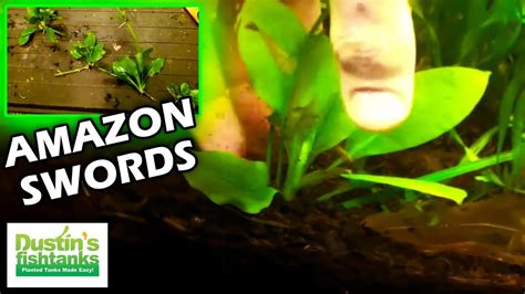 How To Plant Amazon Sword Runners YouTube