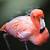 what does a pink flamingo signify