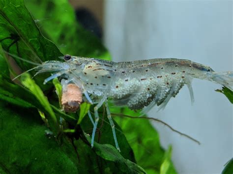 Pregnant Japonica Amano Shrimp Fanning Her Eggs YouTube