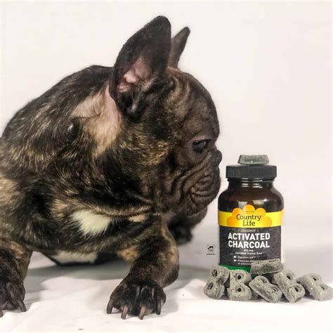 Dogsamust Coconut Shell Activated Charcoal For Dogs 1oz Dogs A Must