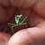 what does baby praying mantis eat