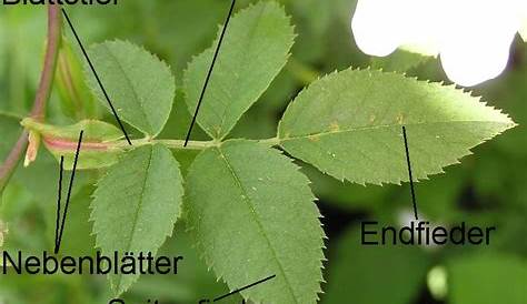 Bestimmungsmerkmale für Blätter – Baumlehrpfad Gräfler