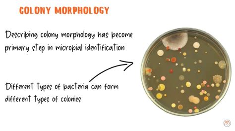 Bacteria Microbiology series TechniK Smart Knowledge