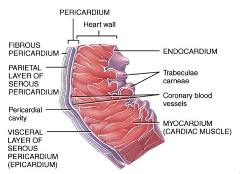 Epicardium Definition & Function Human Anatomy Kenhub YouTube